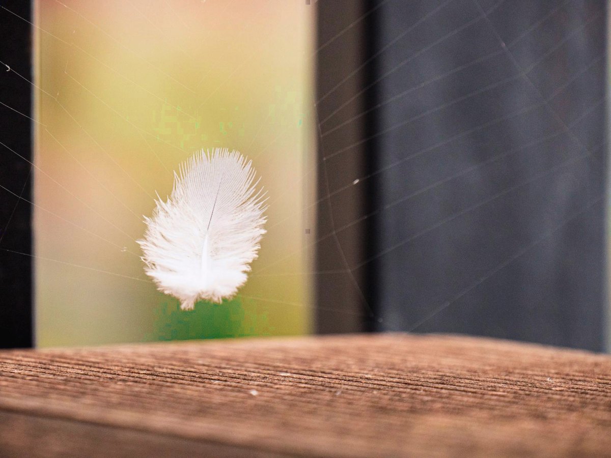Une plume blanche qui flotte