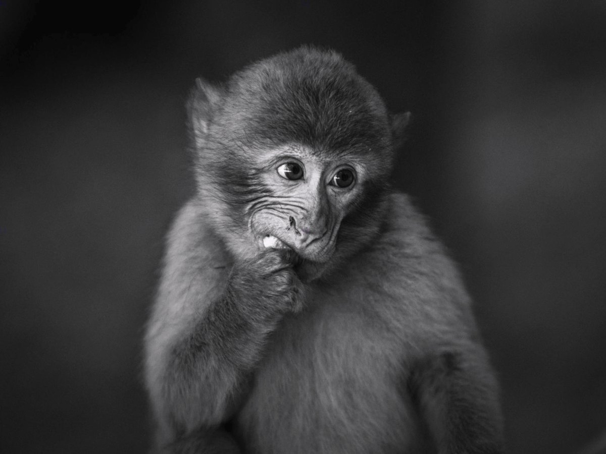 Un petit singe, regard pensif