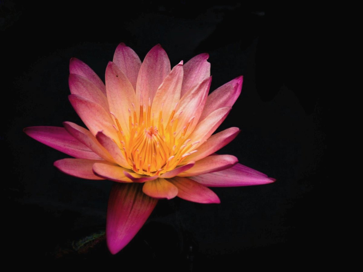 Un lotus rose dans la nuit